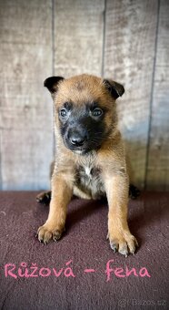 Belgický ovčák Malinois s PP - 4