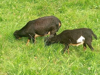 Kamerunské ovce - 4