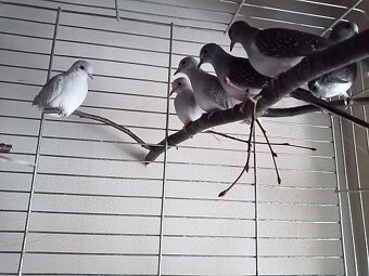 holoubek diamantový - 4