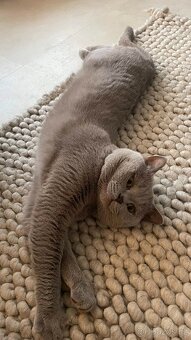 Britský kocour ke krytí - 4