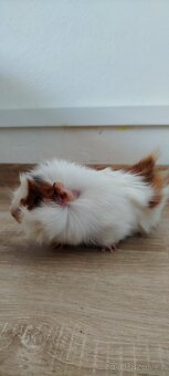 Morčátko rozetka - 4