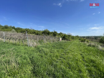 Prodej vinice, 9215 m², Sedlec - 4