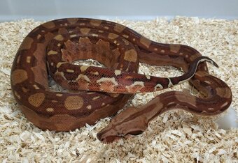 Boa imperator - Hypo Aztec Red Pastel het Sharp Albino - 4