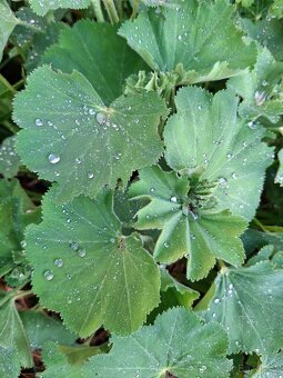 Kontryhel Thriller, Alchemilla mollis Thriller - 4