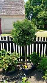 Thuje,  Thuja, Túje, Zerav, stromky, keře - 4