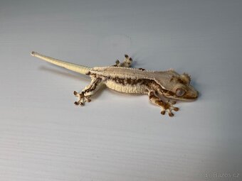 Pagekon řasnatý- Correlophus ciliatus - 4