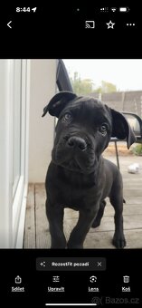 Cane Corso bez pp - 4