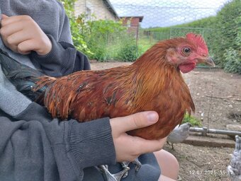 Kohout legbar a česká zlatá kropenka - 4