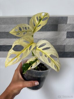 Monstera Adansonii Japanese Tricolor - 4