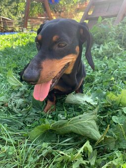 Jezevčík - krytí - 4