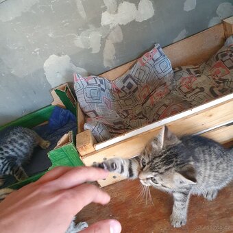 Daruji 2 mourovaté koťátka - 4