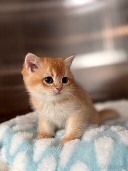 Luxusní zlata britská koťata s PP pro chov - 4