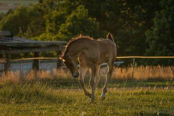 Welsh Cob hřebeček - 4