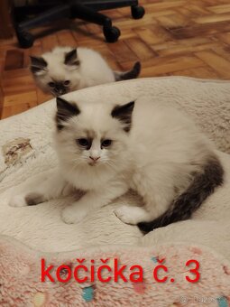 Ragdoll koťátka - 4