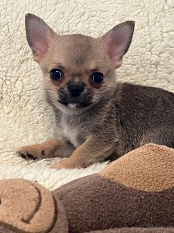 ČIVAVA štěňátka s pp - 4