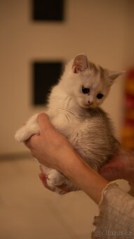 Britská Koťata - 4