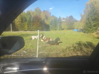 Prodám 3 letou poničku - 4