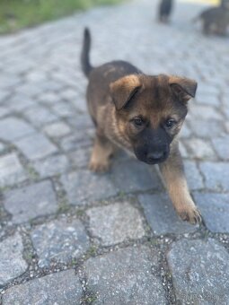 Štěňata německého ovčáka bez PP-vklošedá - 4