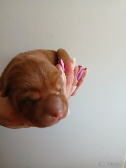 Sharpei,šarpej stěně s PP - 4