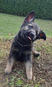 Německý ovčák - štěňata - 4