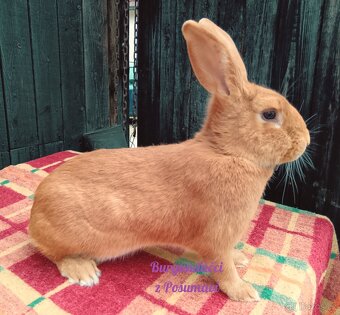 BURGUNDSKÝ králík s PP - SAMEČCI A SAMIČKY ⭐️⭐️⭐️ - 4