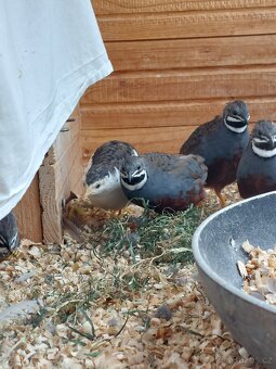 Křepelka čínská - 4