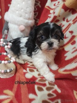 Jorkšír Biewer teriér - 4