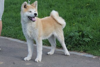 Akita s PP - 4