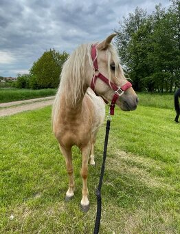 Pony klisna 2r. - 4
