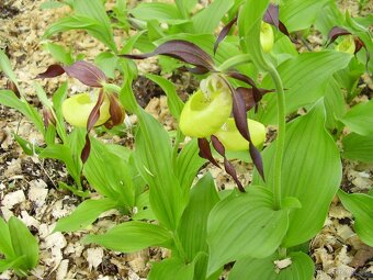 Prodám skalničky,trvalky a zahr.orchideje. - 4