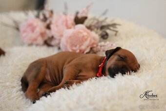 Rhodesian Ridgeback - 4