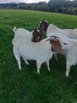 Burský kozel s POP - 4