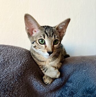 Orientální kocourek 1 rok do dobrých rukou - 4