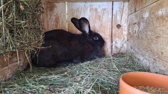 Loňské podzimní králíci - 4