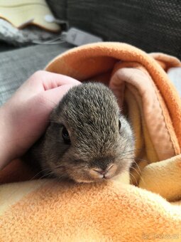 Zakrslý králík - 4