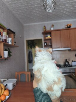 Jorkšírský teriér golddust s PP - 4