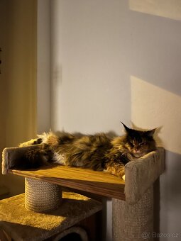 Starší plachá mainská mývalí kočka hledá klidný domov - 4