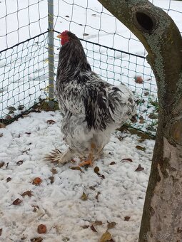 Prodám kohouty Brahmanky Velké - 4