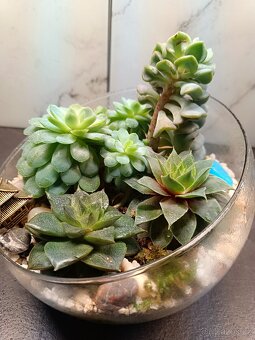 Kompozice/Florarium ze sukulentu - 4
