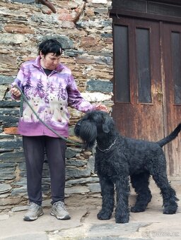 Knírač velký černý - štěňátka s PP - 4