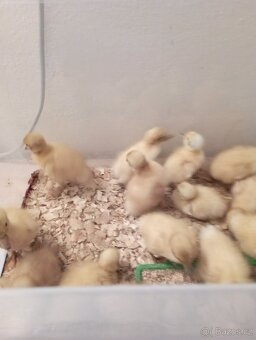 Indický běžec stříbrný-káčátka - 4