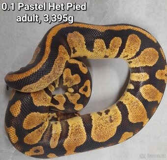 Krajta královská subadult a adult - 4