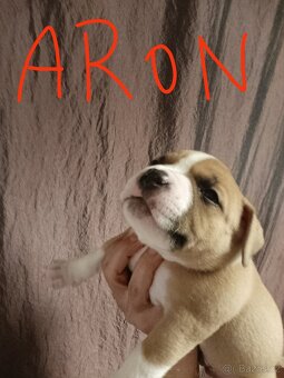 American Bully Pocket s PP – špičkový vrh po importovaném ot - 4