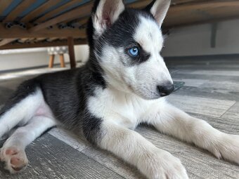 Husky štěne fenka. - 4
