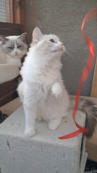 Kočička  ragdoll s PP - 4