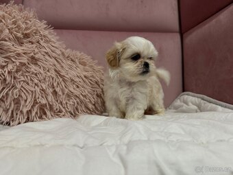 Shih tzu s PP, shih-tzu, Shi tzu, si cu, si tzu - 4
