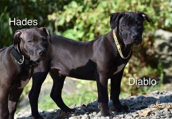 Apbt s PP - 4