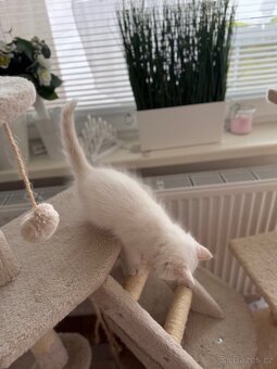 Ragdoll kocourek - 4