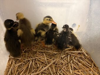 Indický běžec - 4