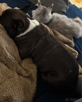 Francouzský buldoček - 4